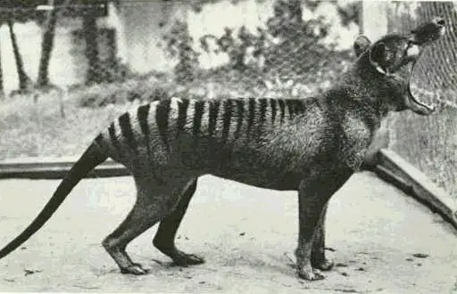 Animales extraños Criptozología primera parte