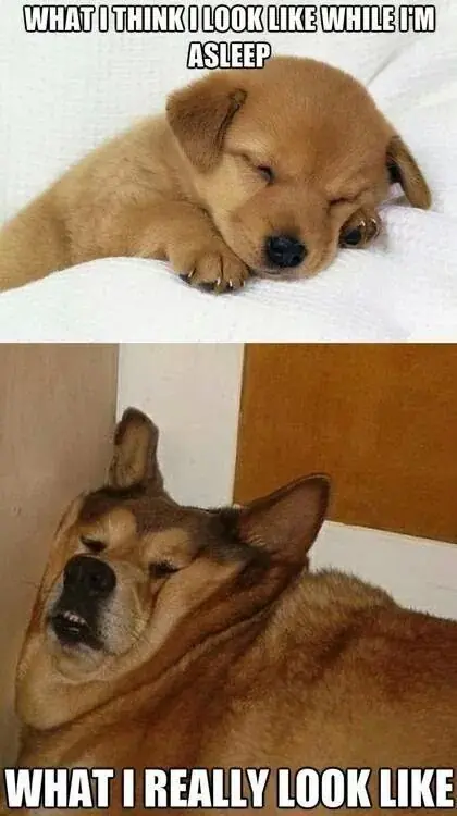risas