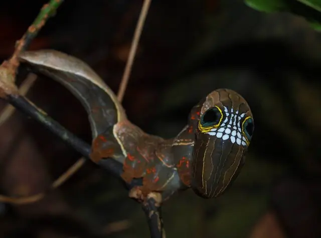 de calavera