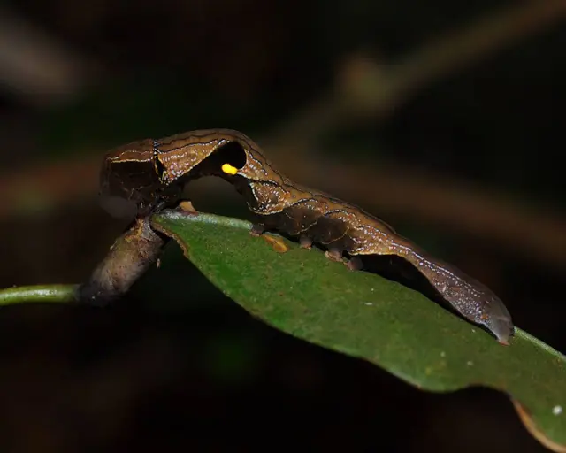 de rainforest