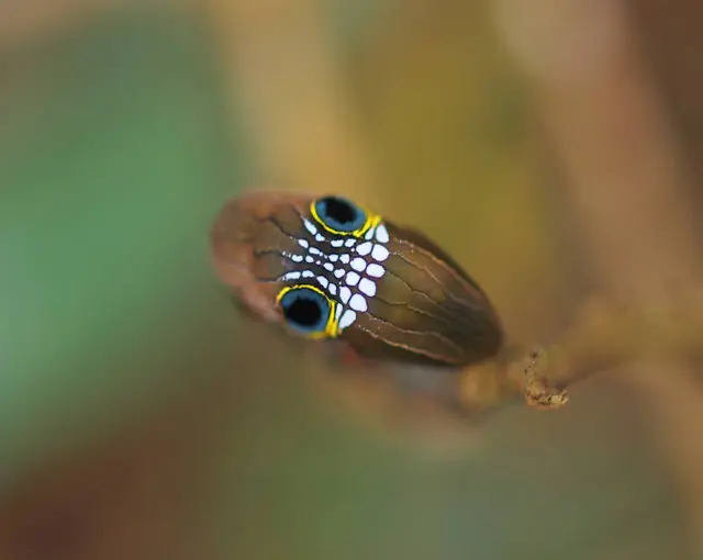 La Oruga rostro de calavera de Rainforest en Australia