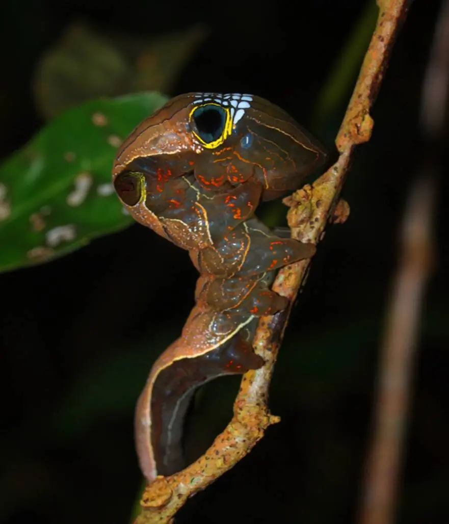 la oruga