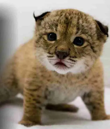 Linces