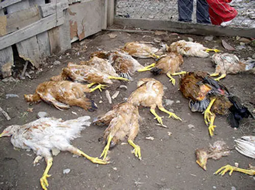 Que son los "umbanda"???