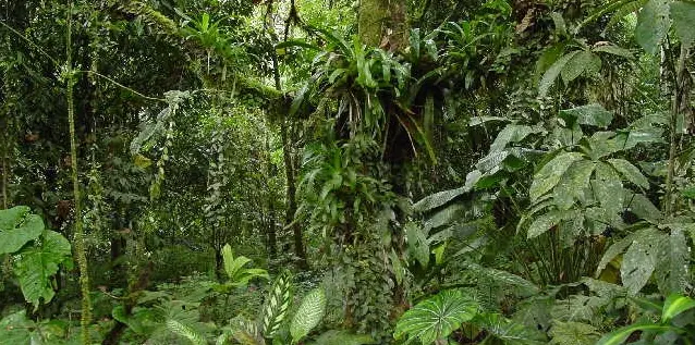 Las plantas también poseen un comportamiento social