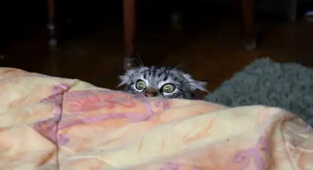 mis fail en la adolescencia