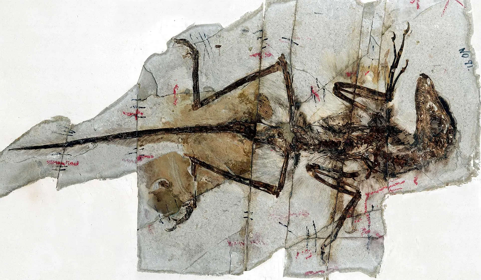 Sinornithosaurus, el dinosaurio venenoso