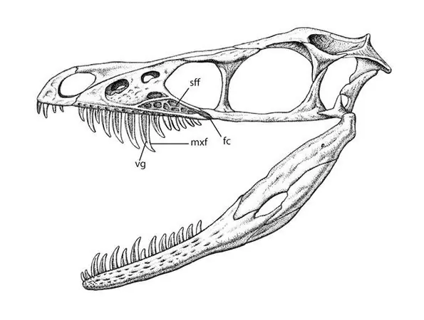 veneno