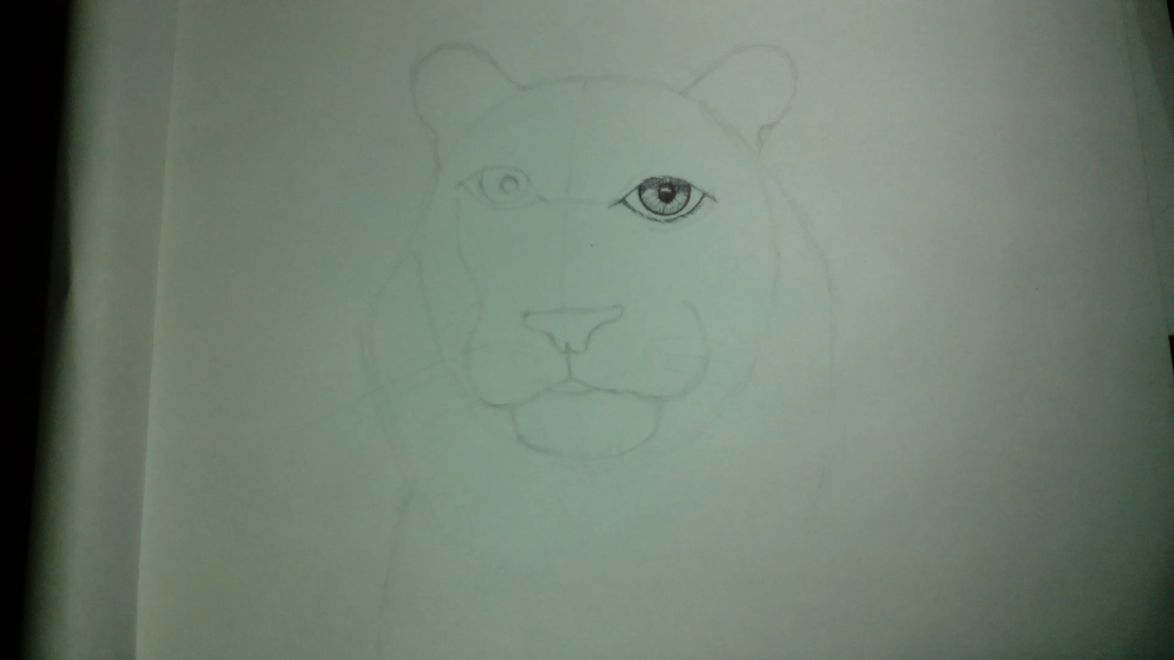 tigre