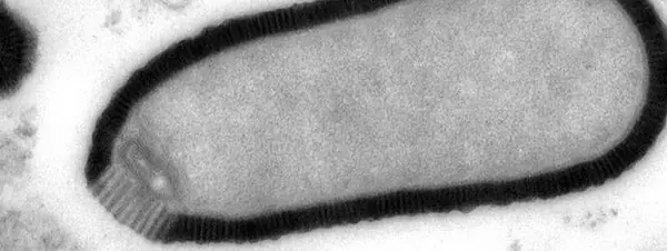 Virus Neandertal