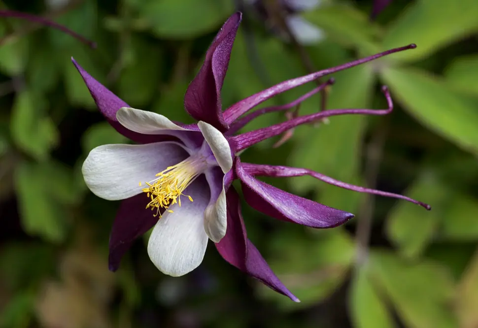 Estas 30 Flores Son Tan Raras Que Parecen De Otro Mundo.