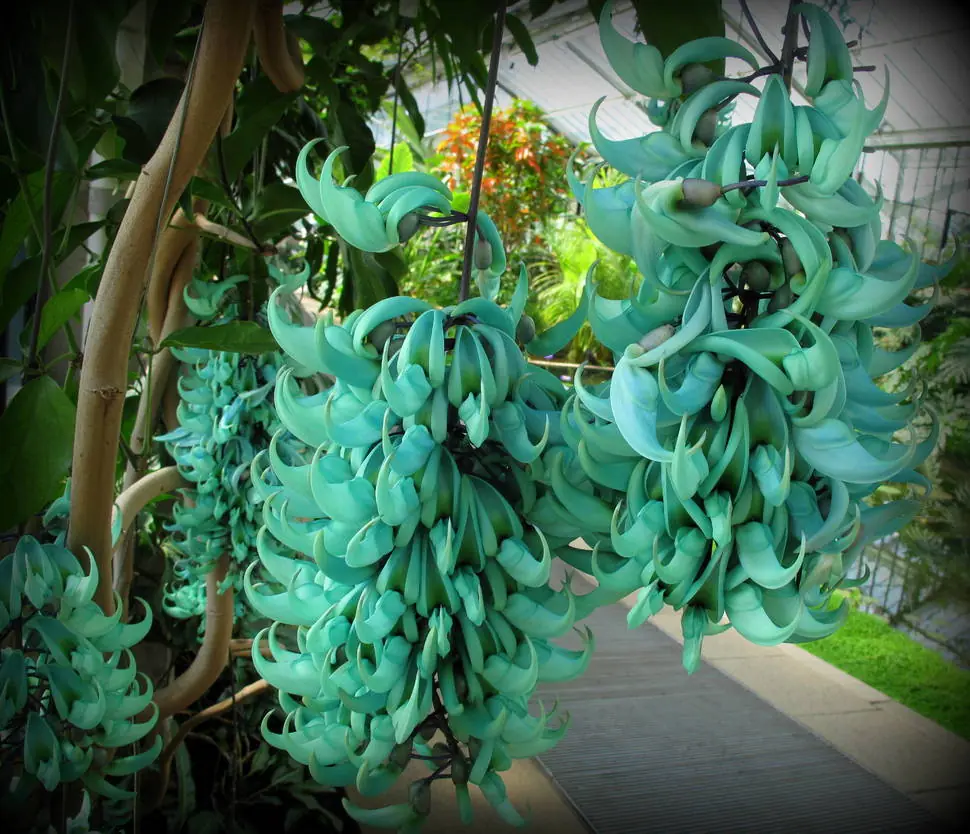 Estas 30 Flores Son Tan Raras Que Parecen De Otro Mundo.