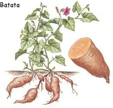 huerta