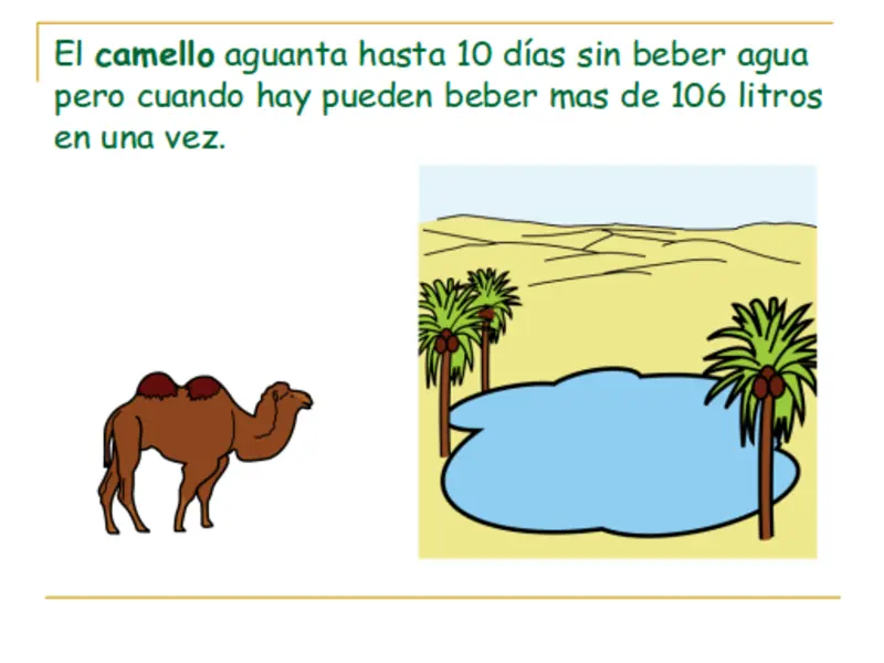 camellos