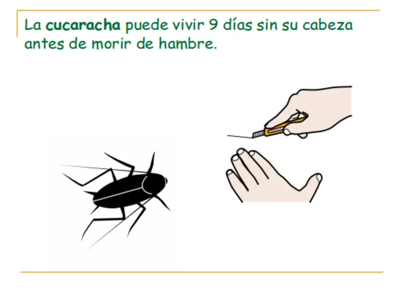 animales domesticos