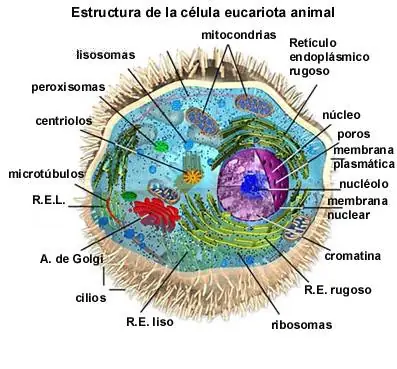 procariotas