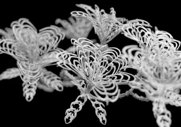 Flores increíbles, hechas de líquido y otras de huesos