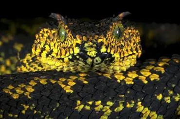 especies