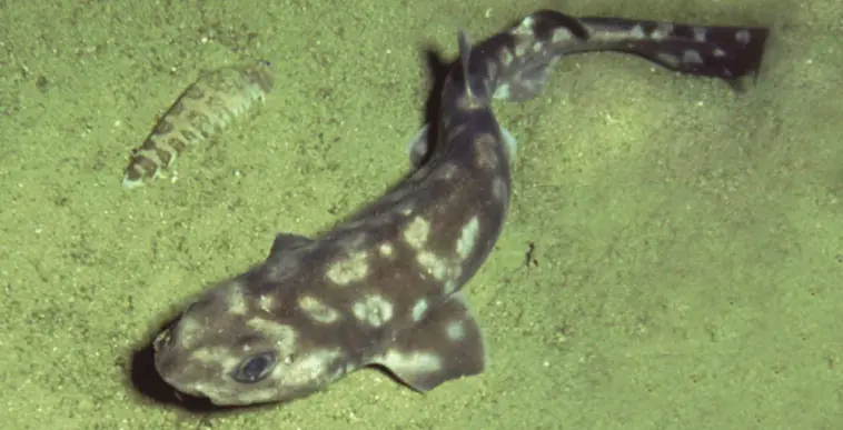 Especies nuevas de animales descubiertas