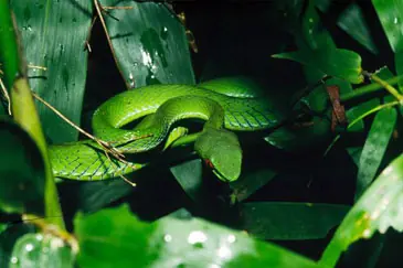 serpiente ojos de rubi