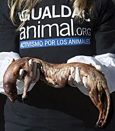 No!al uso de pieles de animales.