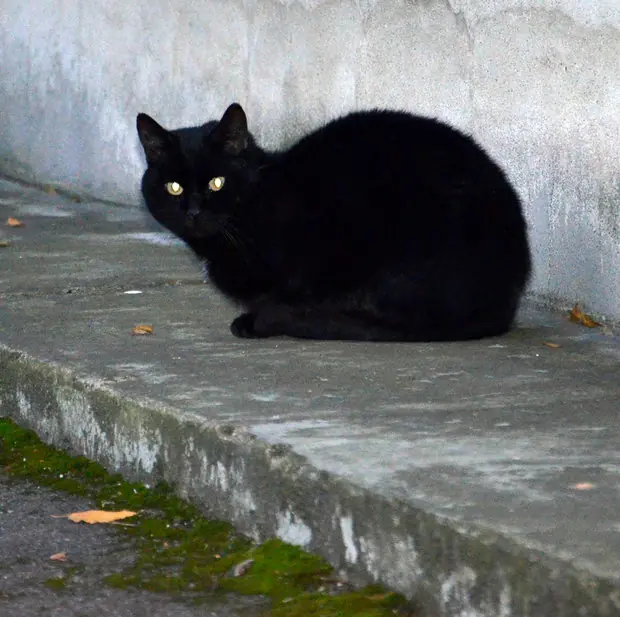 Gatos Negros bajo Protección antes de Halloween, Hungría.
