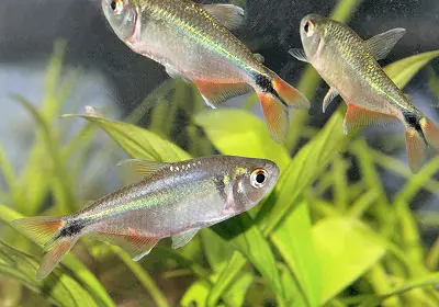 Cria de Tetra de buenos aires ( Hemigrammus caudovittatus )