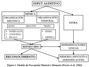 El cerebro de los músicos y los no-músicos