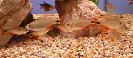 Acuario