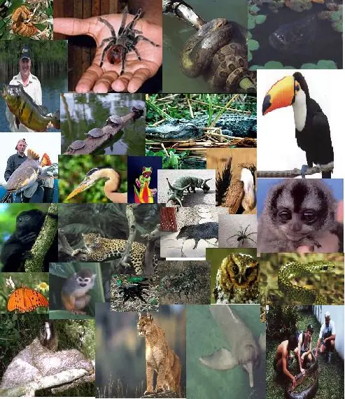 ecologia