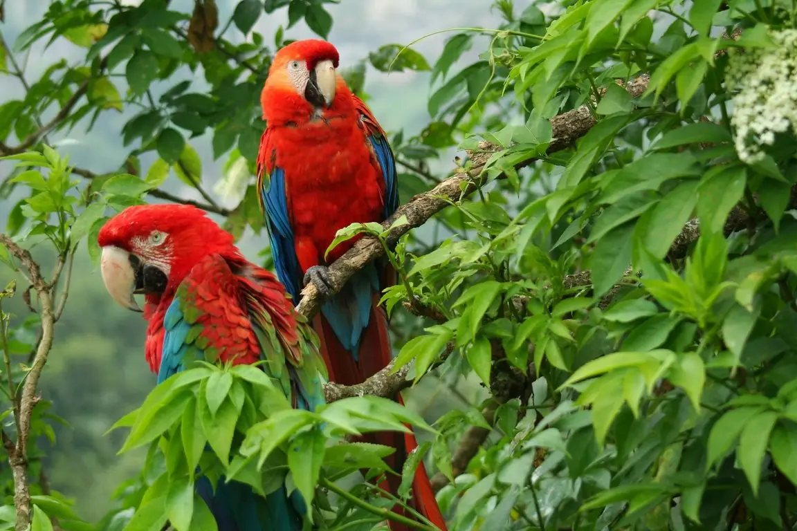 animales exoticos