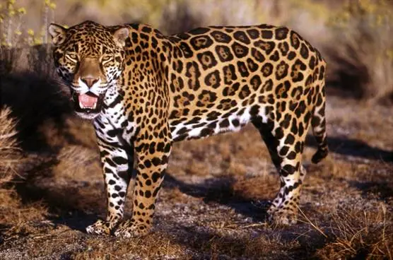 fauna colombiana