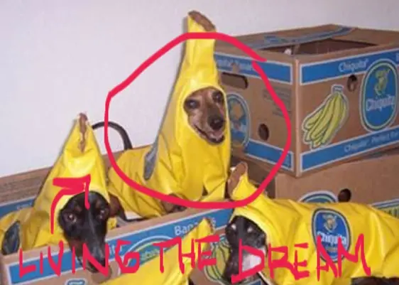 23 perros cumpliendo sus sueños