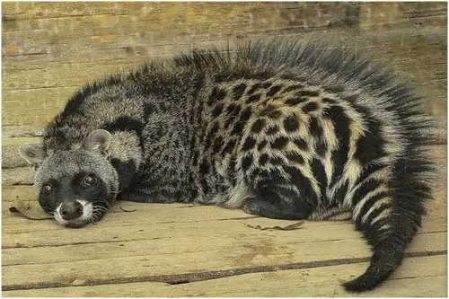 animales poco conocidos en el mundo
