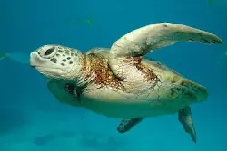 animales exoticos
