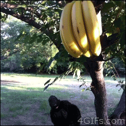 Gifs