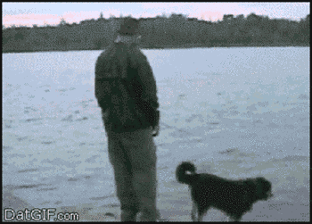 Gifs