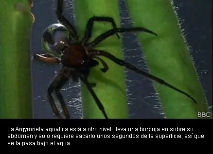 ¿Tienen superpoderes las arañas?