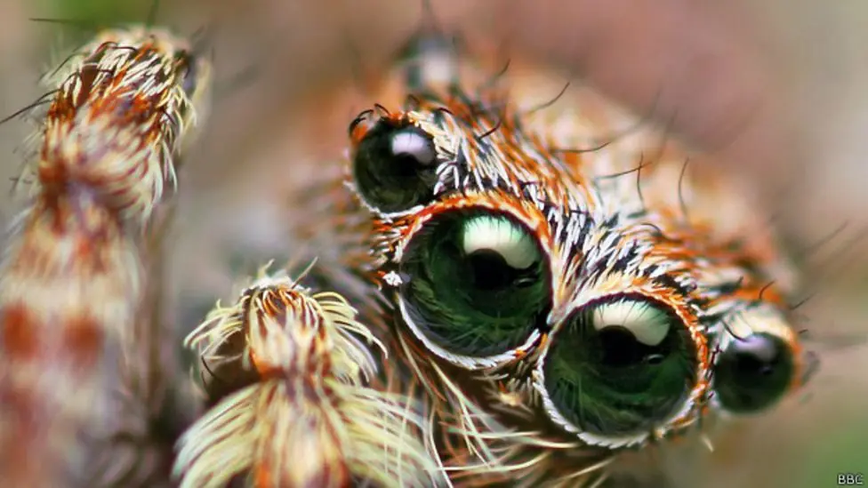 ¿Tienen superpoderes las arañas?