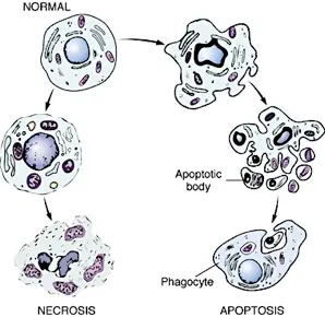 Apoptosis, Muerte Celular Proramada.