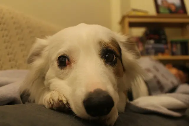 Ruidos que los Perros no soportan!!