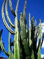 isla de madeira, la perla del atlántico