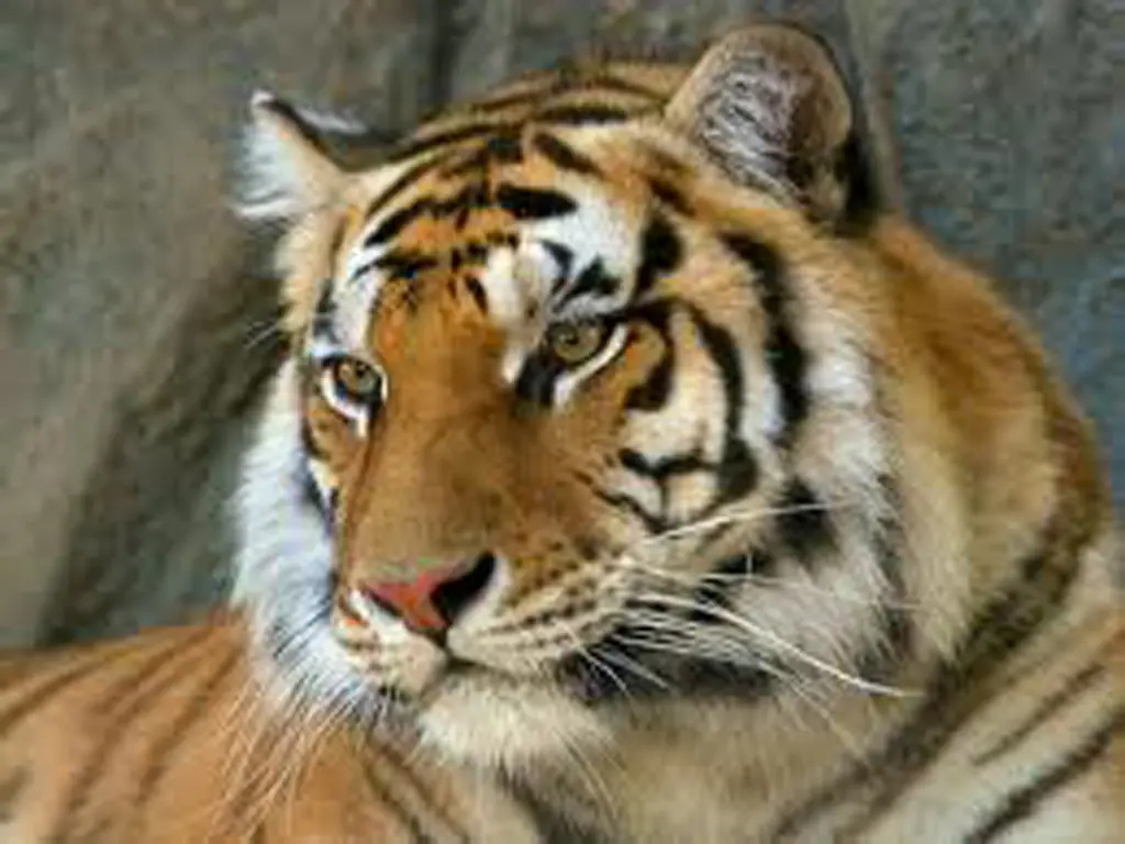 Animales