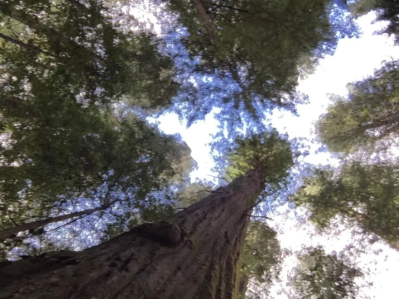 Redwood
