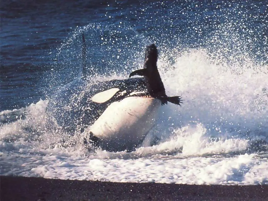 Animales