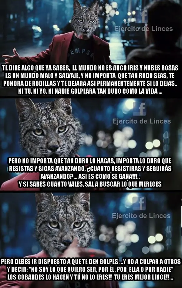 lince