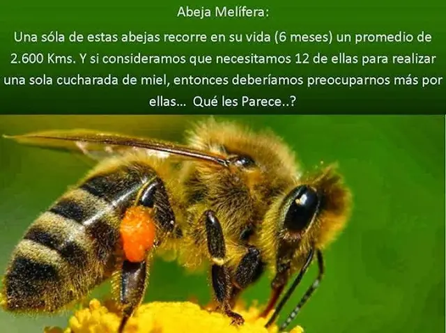 Los sufrimientos de la  Madre Tierra