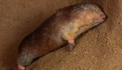 14 Animales En Peligro De Extincion