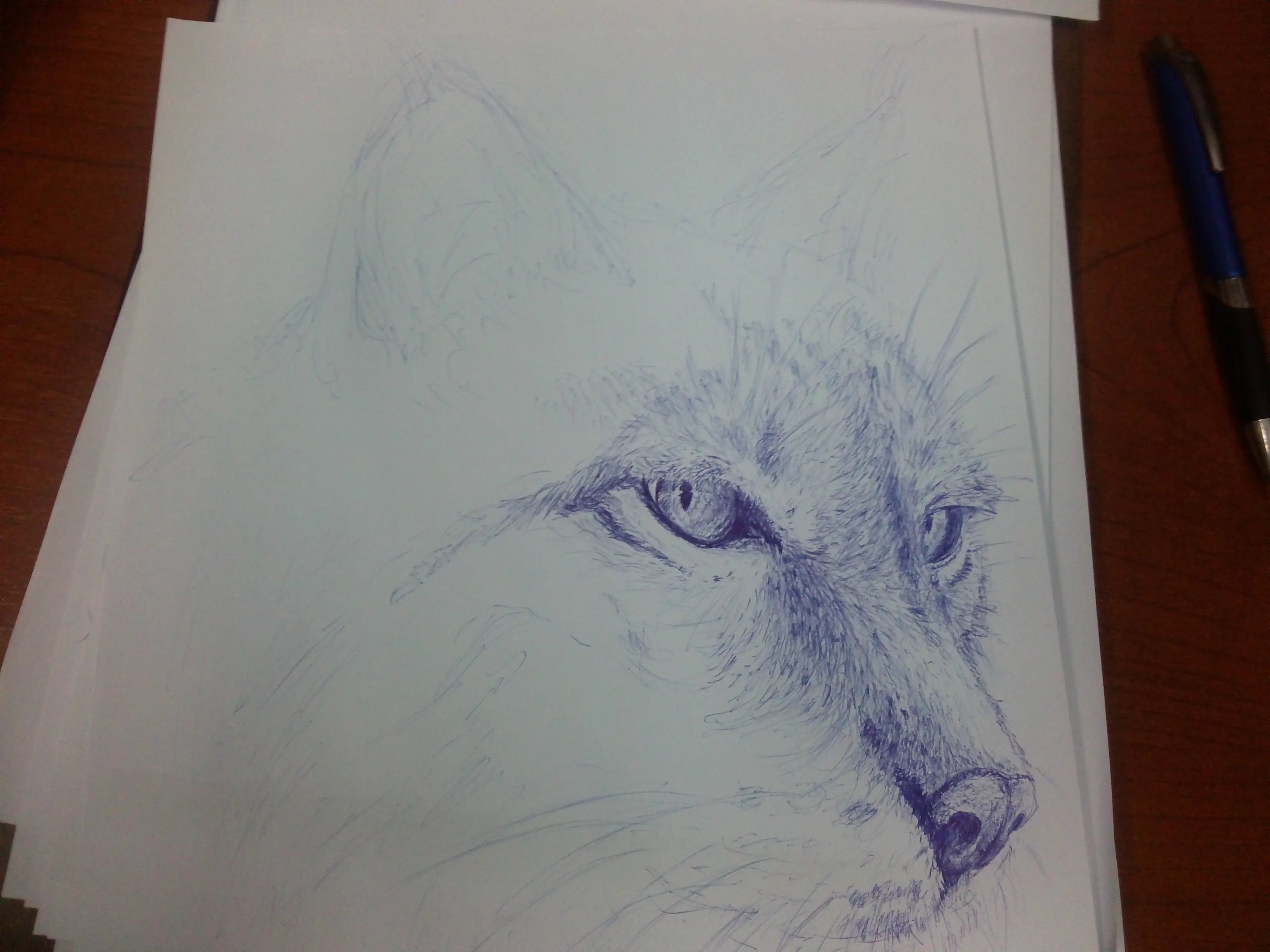 lince