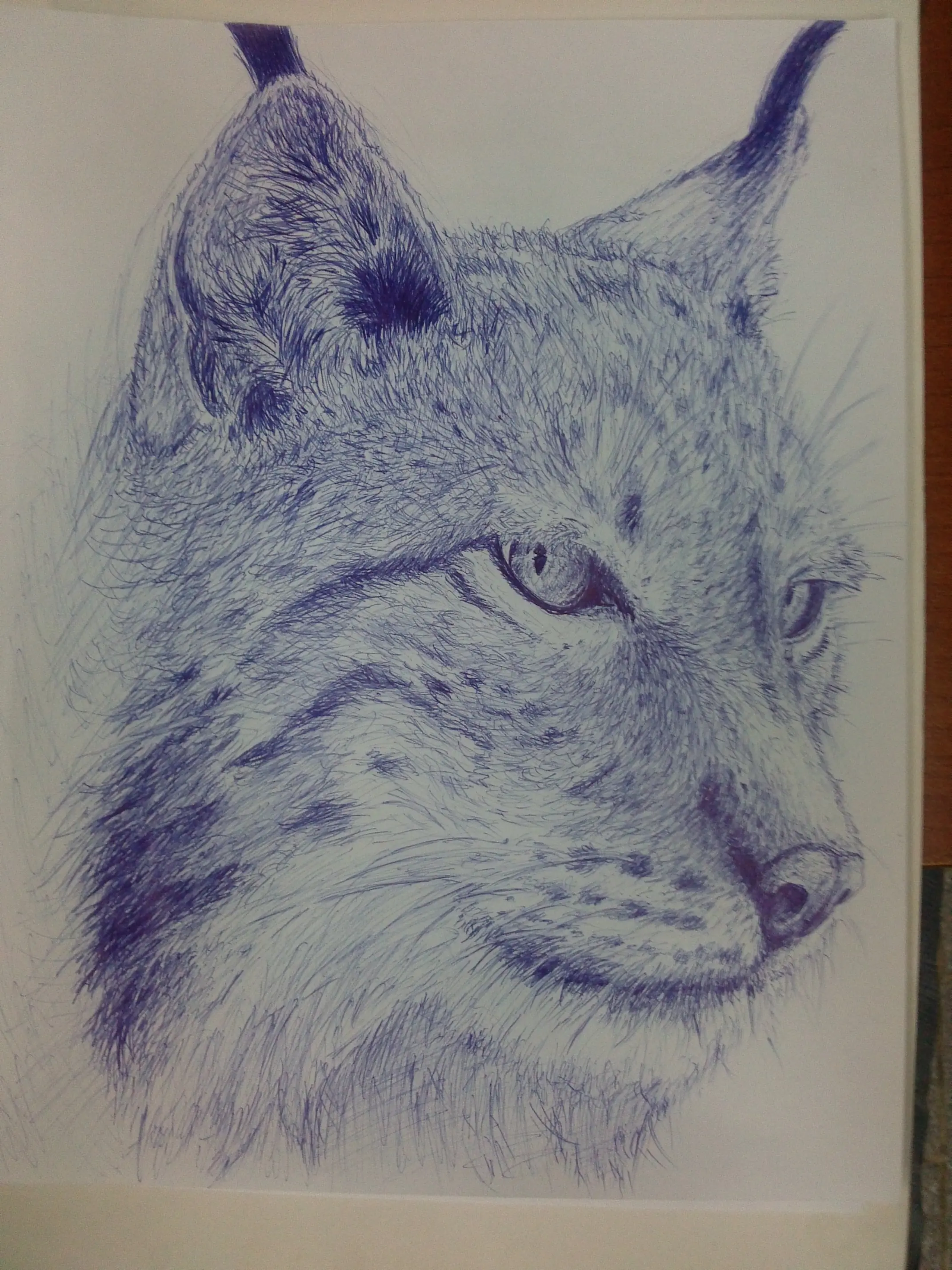 Lince euroasiatico de las estepas nórdicas